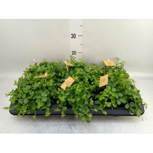 Peperomia rotundifolia
