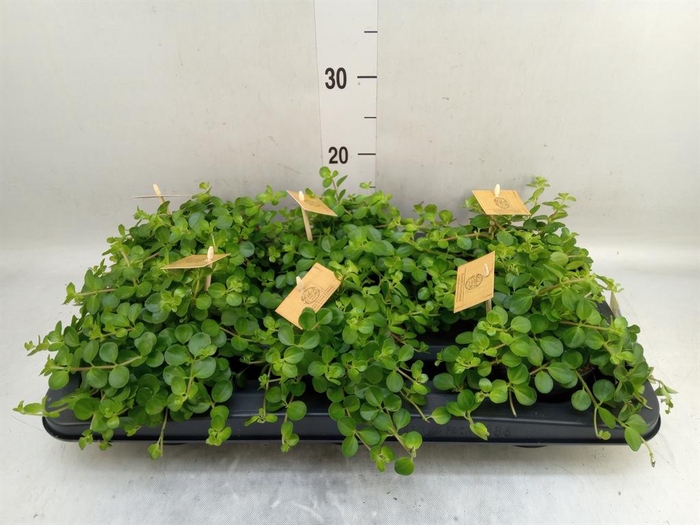 <h4>Peperomia rotundifolia</h4>