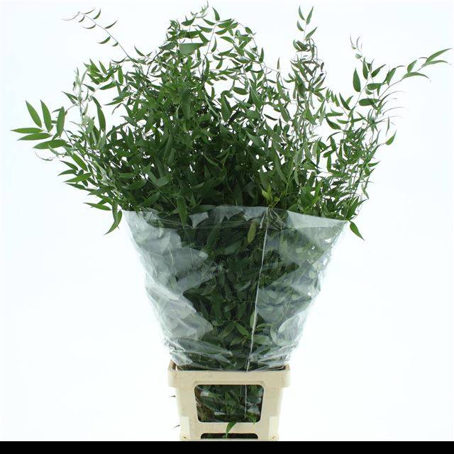 <h4>DANAE RACEMOSA PB ITAL RUSCUS</h4>