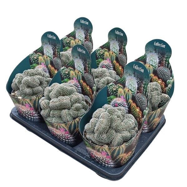 <h4>CACTUS GEM 3 SRT</h4>