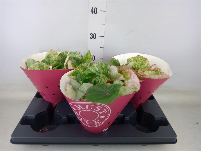 <h4>Begonia BD   ...</h4>