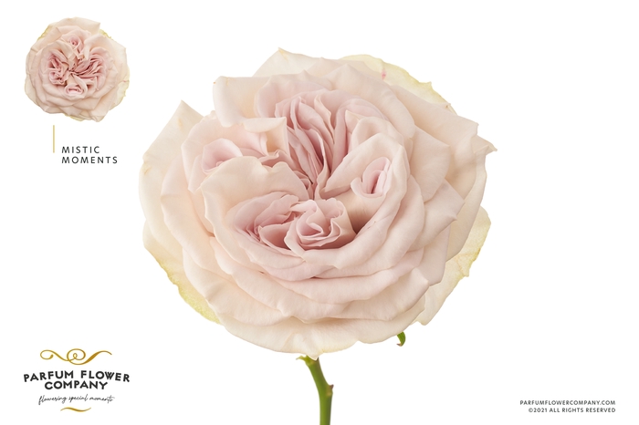 <h4>Rosa Garden Mystic Moments</h4>