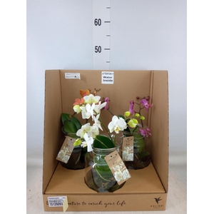 Phalaenopsis   ...mix