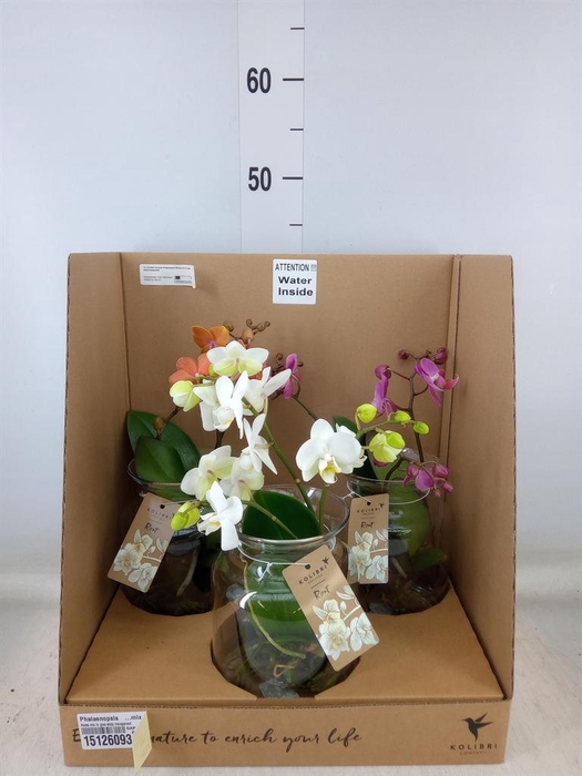<h4>Phalaenopsis   ...mix</h4>