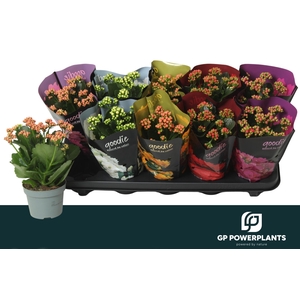 KAL GE PERF GEM 5 KL