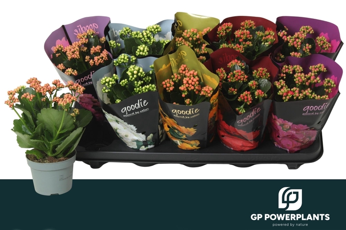 <h4>KAL GE PERF GEM 5 KL</h4>