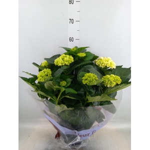 Hydrangea mac. 'Hi River'