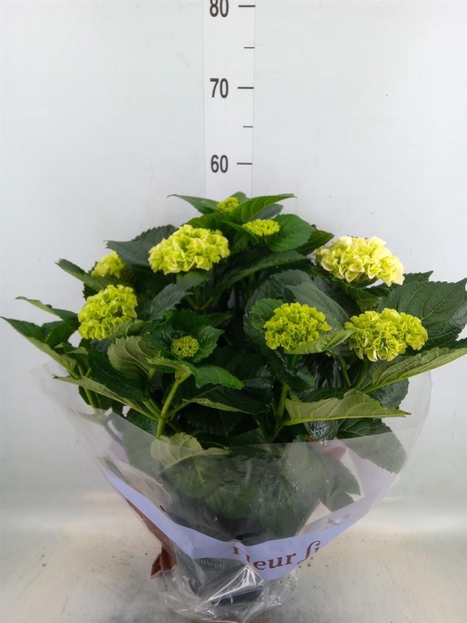 <h4>Hydrangea mac. 'Hi River'</h4>