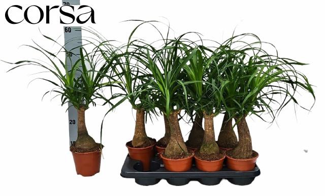 <h4>BEAUCARNEA RECUR</h4>