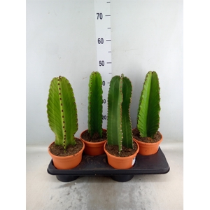 Euphorbia ingens