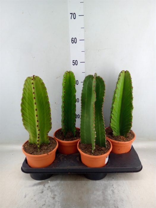 <h4>Euphorbia ingens</h4>