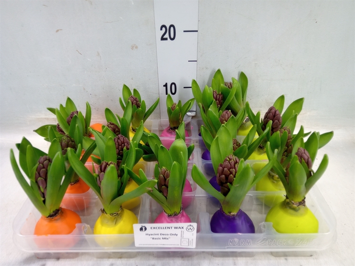 <h4>Hyacinthus orie.   ...waxed L%</h4>