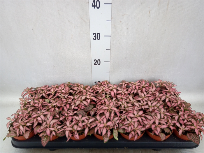 <h4>Fittonia  'Mosaic Pink Forest Flam'</h4>