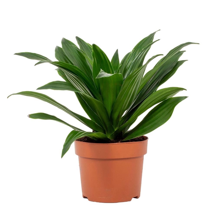 <h4>Dracaena frag. 'Compacta'</h4>