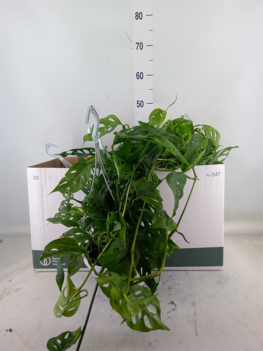 <h4>Monstera obliqua 'Leichtlinii'</h4>