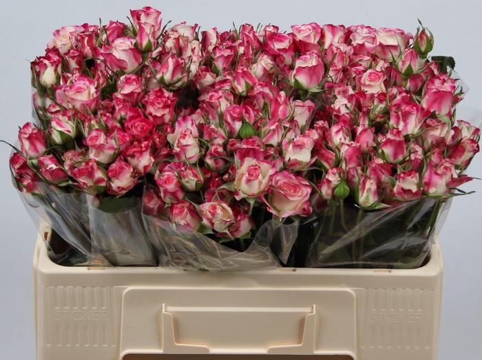 <h4>R TR REFLEX</h4>