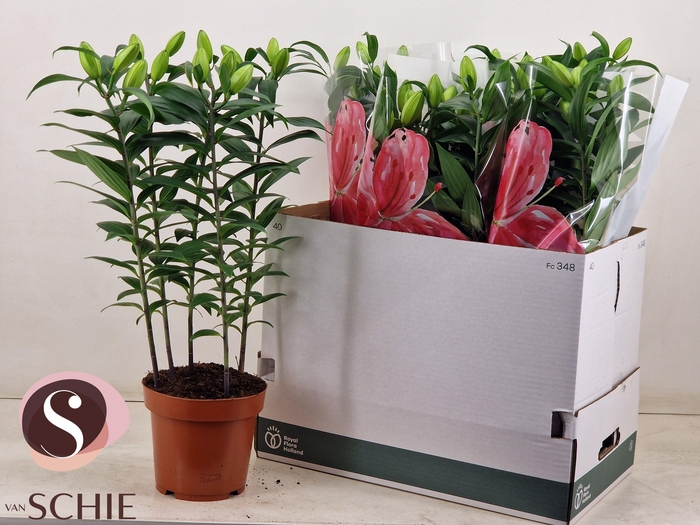 <h4>LIL OR DU RL ZETA</h4>