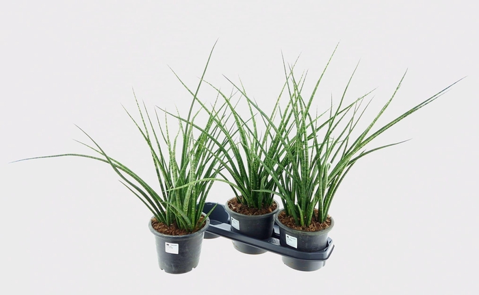 <h4>SANSEV FERNWOOD</h4>