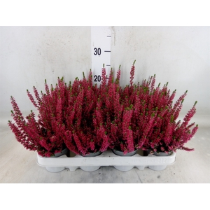 Calluna vulg. 'Beauty L Siska'