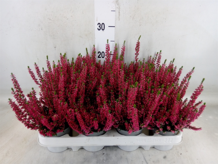 <h4>Calluna vulg. 'Beauty L Siska'</h4>