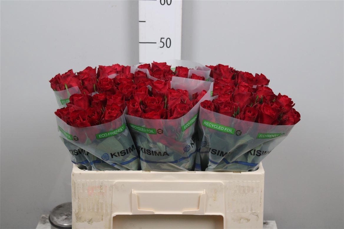 <h4>R Gr Madam Red</h4>