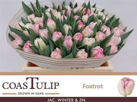 <h4>Tu Du Foxtrot</h4>