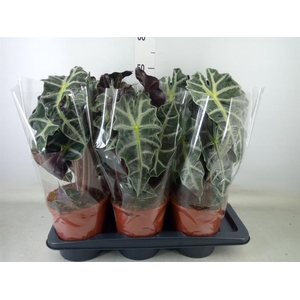 Alocasia amazonica 'Polly'