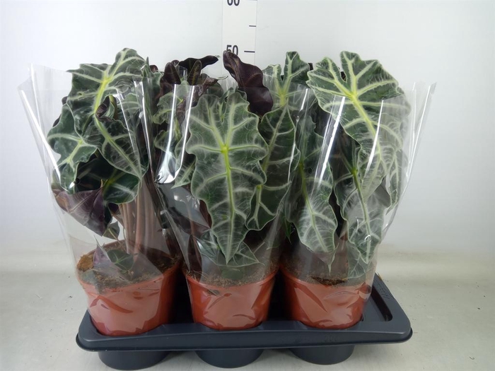 <h4>Alocasia amazonica 'Polly'</h4>