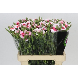 Dianthus Sp Symply Sun