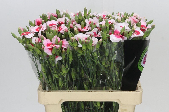 <h4>Dianthus Sp Symply Sun</h4>