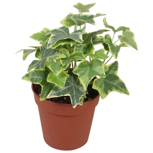 Hedera helix geelbont - zonder rankje