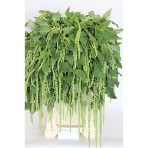 AMAR CA GREEN CORD