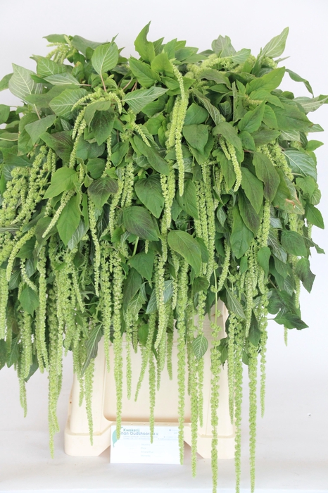 <h4>AMAR CA GREEN CORD</h4>