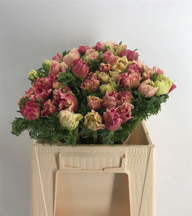 <h4>ANEM EX TIGER</h4>