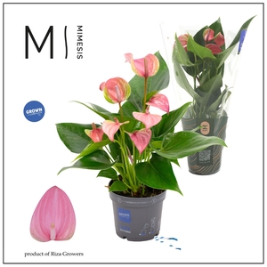 Mimesis Anthurium KARMA Joli - 9cm