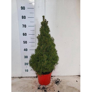 PICEA GL CONICA