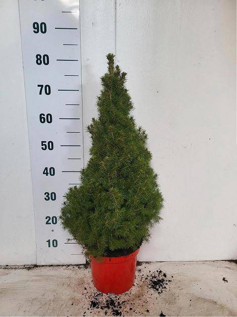 <h4>PICEA GL CONICA</h4>