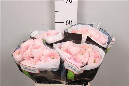 <h4>Ran Su Hanoi Dark</h4>