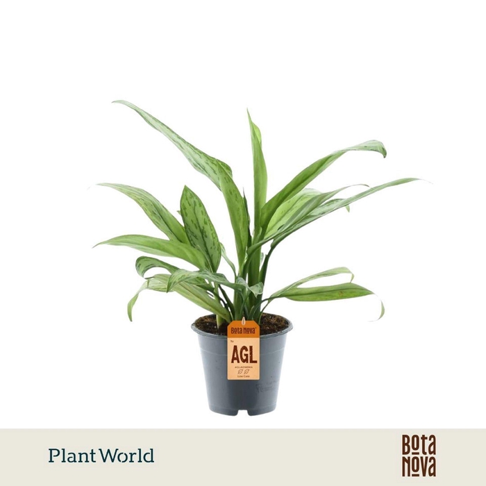 <h4>Aglaonema Silver Queen</h4>