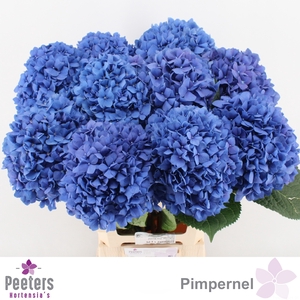 HYDR M CH PIMPERNEL