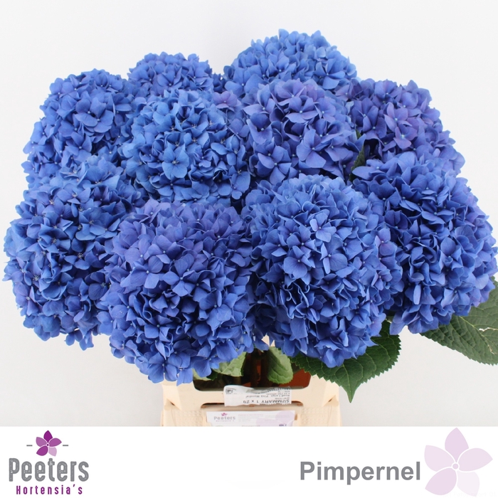 <h4>HYDR M CH PIMPERNEL</h4>