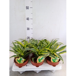 Dracaena frag. 'Surprise'