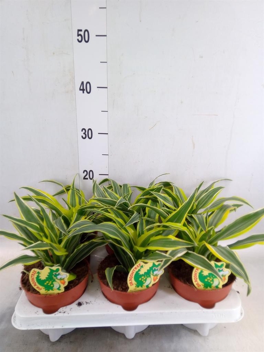 <h4>Dracaena frag. 'Surprise'</h4>