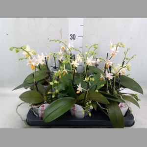 Phalaenopsis   ...