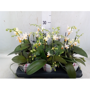 Phalaenopsis   ...
