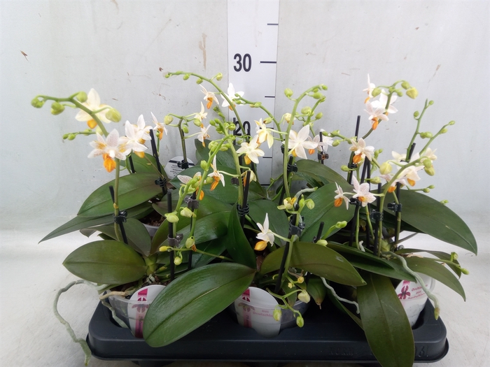 <h4>Phalaenopsis   ...</h4>