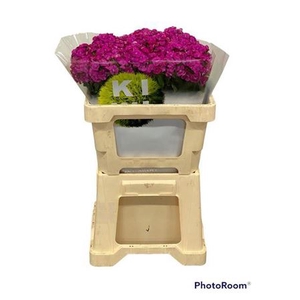 Di Barb Kiwi Fuchsia 65cm Exclusive