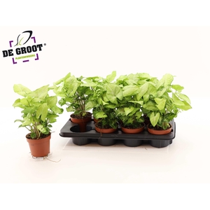 SYNG WHITE BUTTERFLY