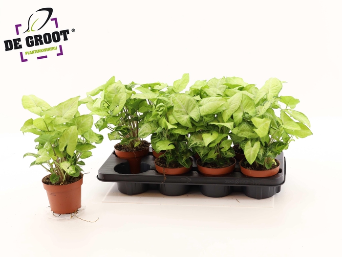 <h4>SYNG WHITE BUTTERFLY</h4>