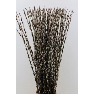 Salix Wilgenkatjes